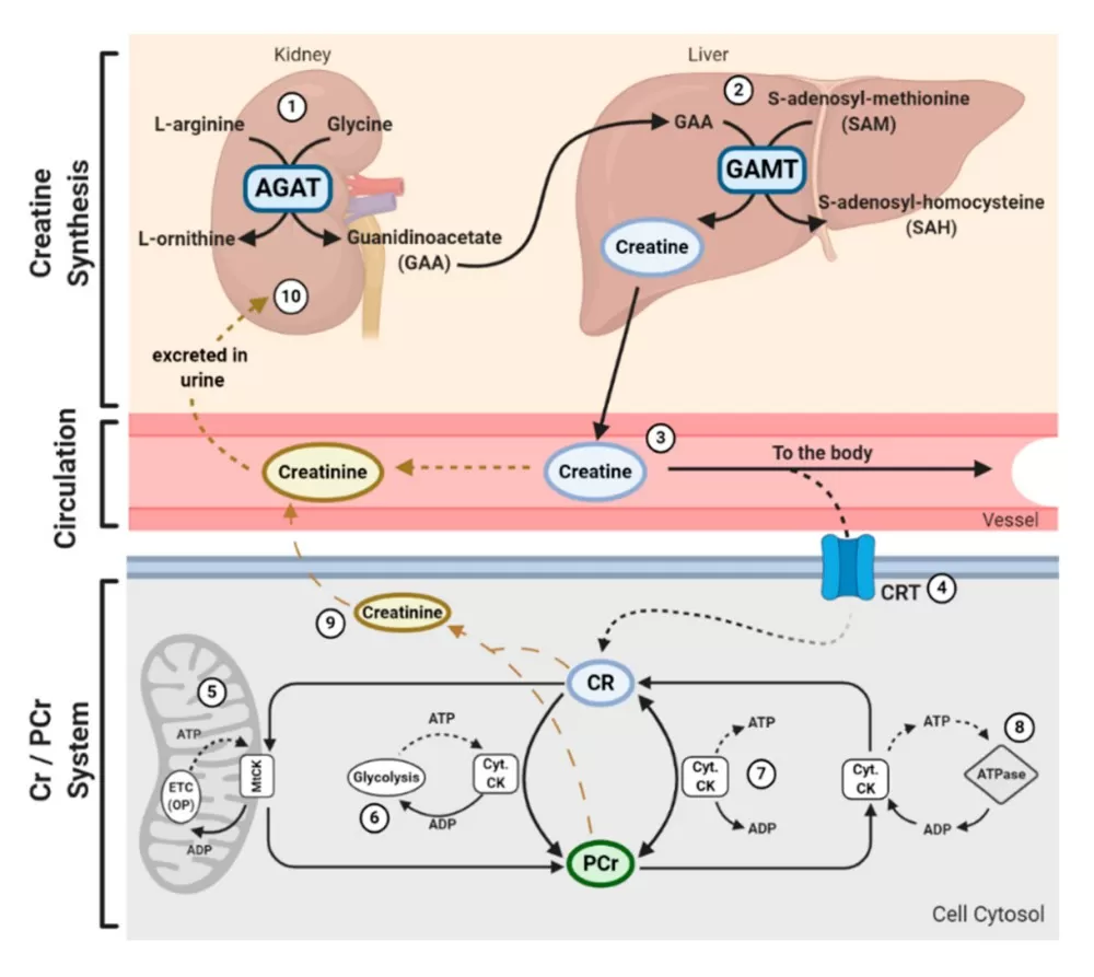 Physiological Journey of Creatine (Clarke et al., 2020)